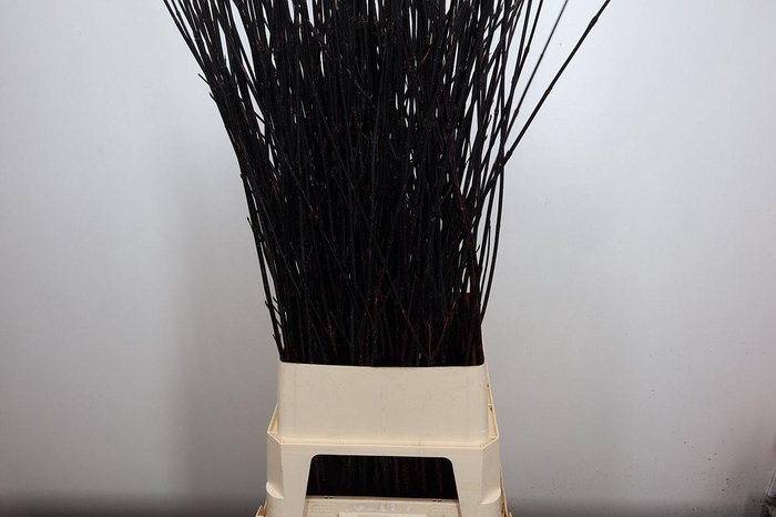 <h4>Cornus Alba Kesselri</h4>