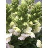 ANTIR ANTIBES WHITE
