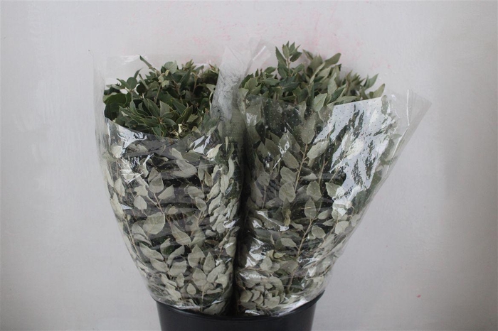 <h4>Oak Holm P/b</h4>