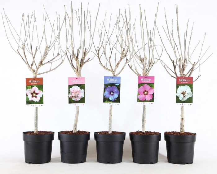 <h4>Hibiscus syriacus</h4>