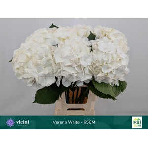 HYDRANGEA  'WHITE VERENA'