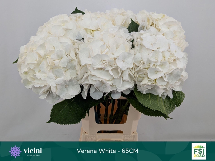 <h4>Hydrangea  'White Verena'</h4>