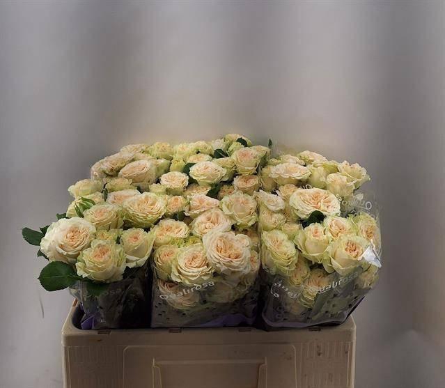 <h4>R Tr Summerrose</h4>