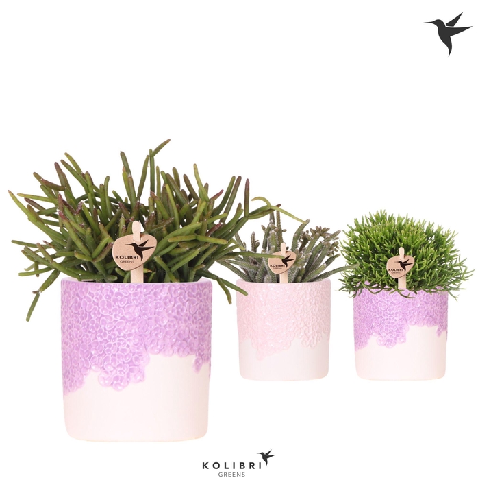 <h4>Kolibri Greens Rhipsalis mix in Bloom pot lila mix</h4>