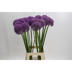 Allium Grootbloemig