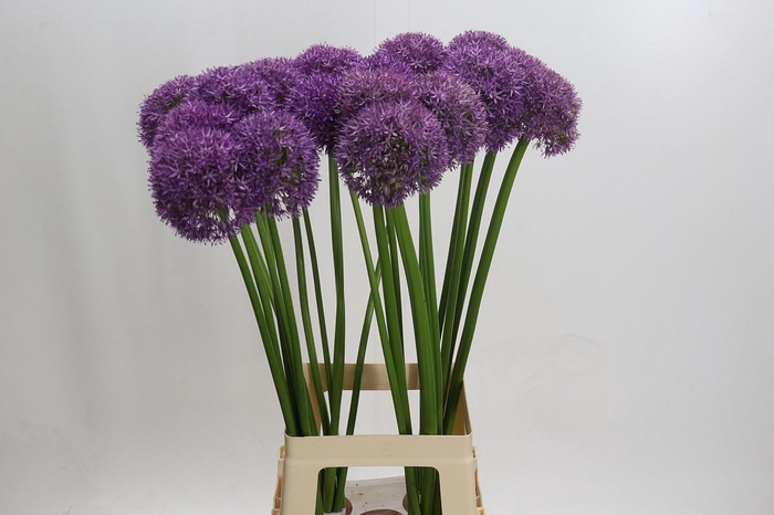 <h4>Allium Grootbloemig</h4>