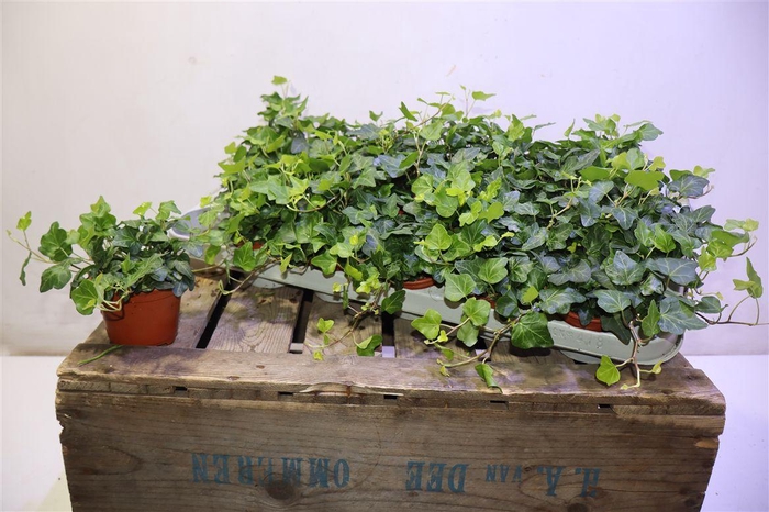 <h4>arr8 Hed He Wonder</h4>