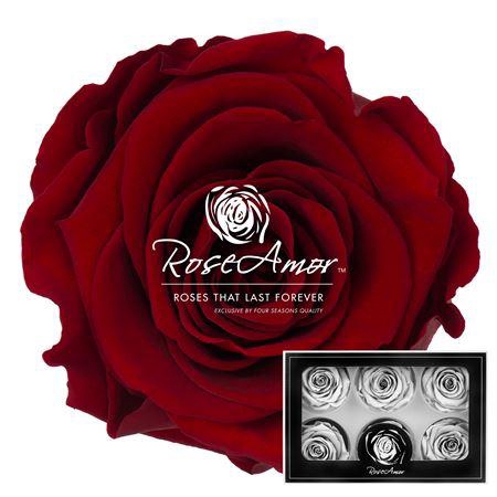 <h4>Lplus Red01</h4>