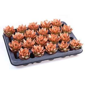 Echeveria  'Miranda'