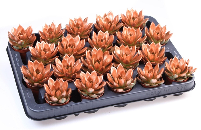 <h4>Echeveria  'Miranda'</h4>