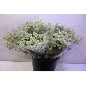 Astr Billion Sta Xl X5