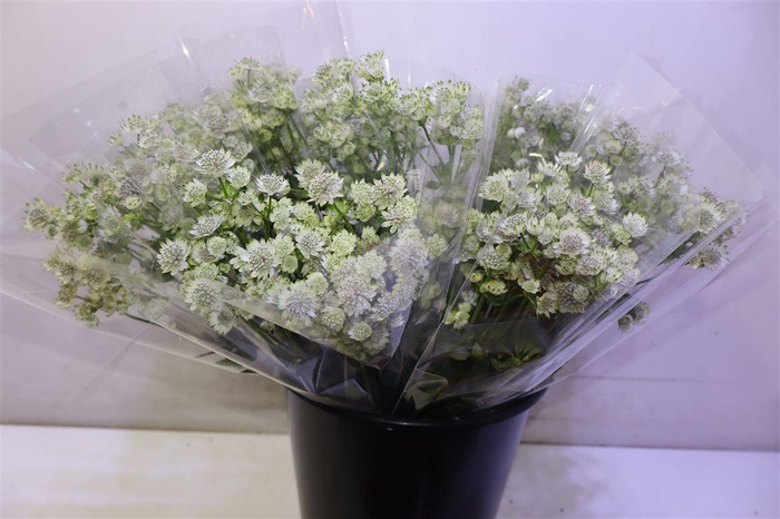 <h4>Astr Billion Sta Xl X5</h4>