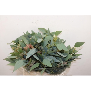 Euca Populus Berry Short 150gr P Bunch