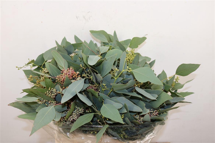 <h4>Euca Populus Berry Short 150gr P Bunch</h4>