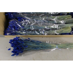 DF Phalaris Bs Dark Blue 100g