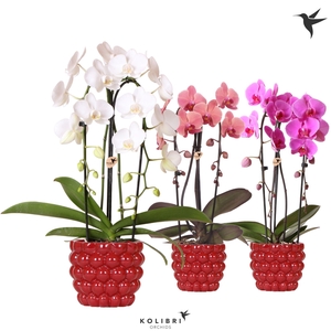 Kolibri Orchids Cascade Niagara Fall mix 2 spike in Berry pot