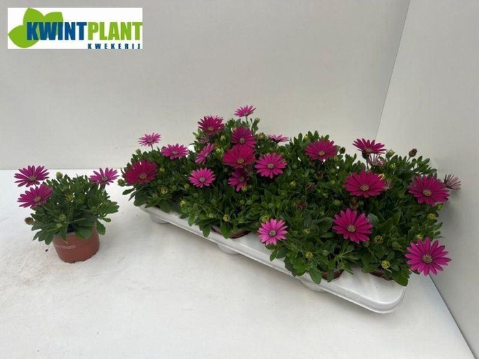 <h4>OSTEO SUNNY MARY</h4>