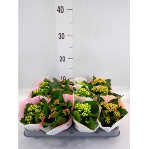 Kalanchoe  'RoseFlow Katie'