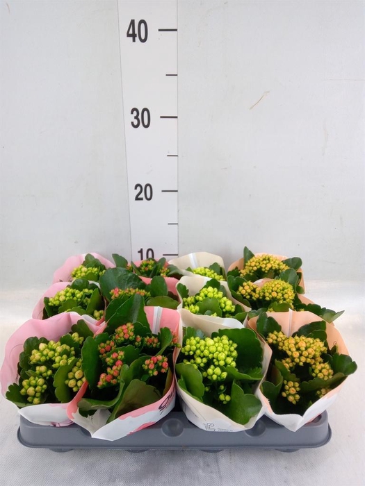 <h4>Kalanchoe  'RoseFlow Katie'</h4>
