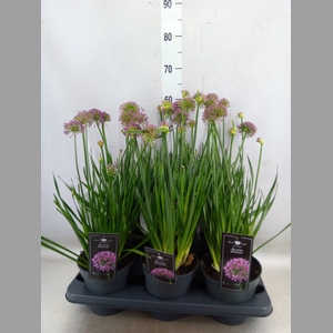 Allium  'Millenium'