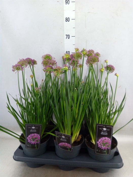 <h4>Allium  'Millenium'</h4>