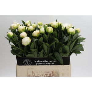 Paeonia Madame Claude Tain