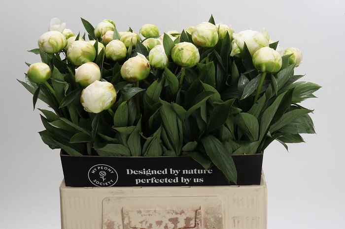 <h4>Paeonia Madame Claude Tain</h4>