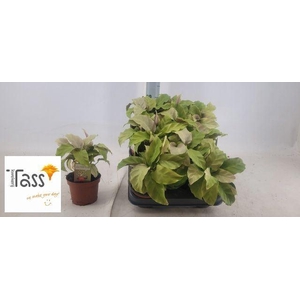 Calathea  'Fusion Yellow'