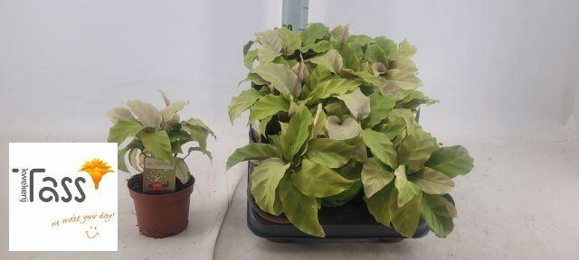 <h4>Calathea  'Fusion Yellow'</h4>