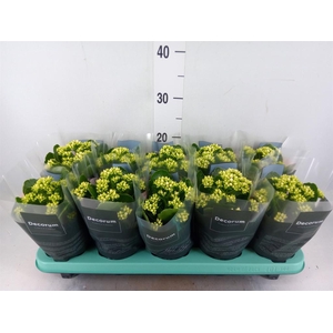 Kalanchoe blos. 'Serenity Silk'