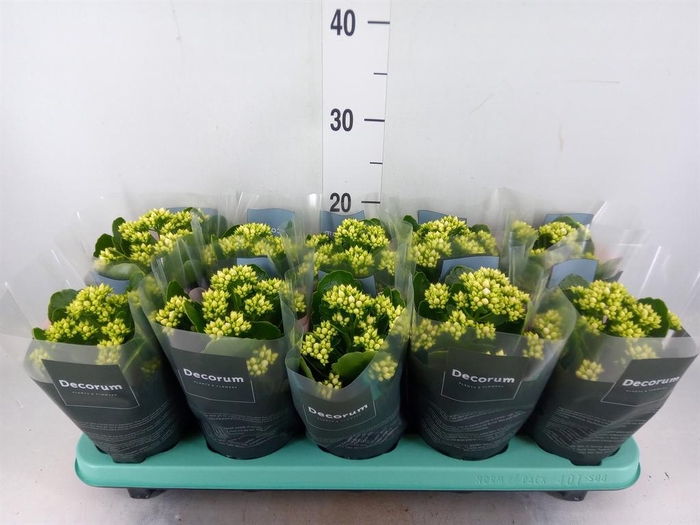 <h4>Kalanchoe blos. 'Serenity Silk'</h4>