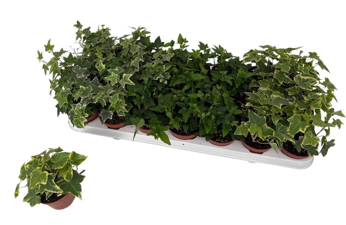 <h4>HED HE GEM 3 SRT</h4>