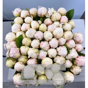 PAEONIA BOWL OF CREAM