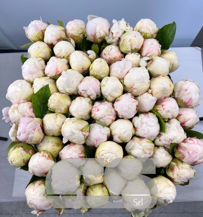 PAEONIA BOWL OF CREAM