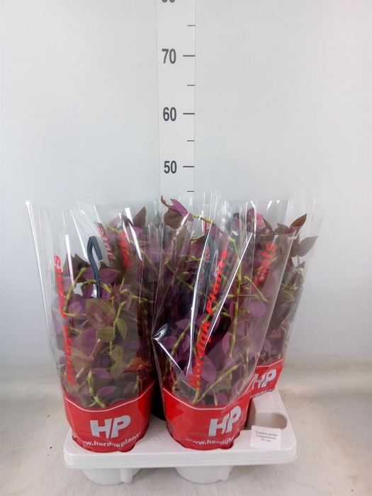 <h4>Tradescantia   ...</h4>