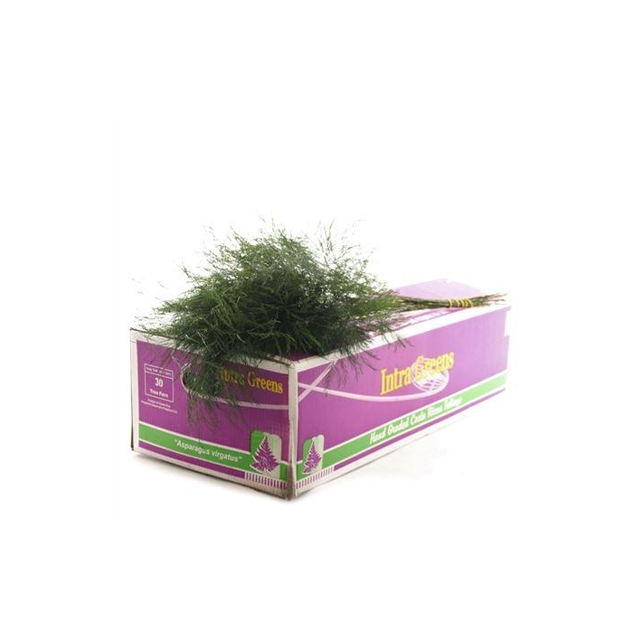 <h4>TREEFERN CR</h4>