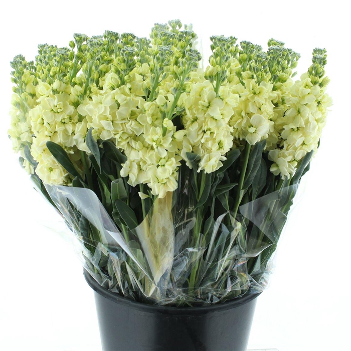 <h4>Matth Incana Iron Deep Yellow</h4>