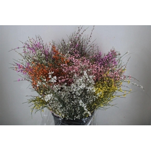 Ginster 200gr Mix Pbs