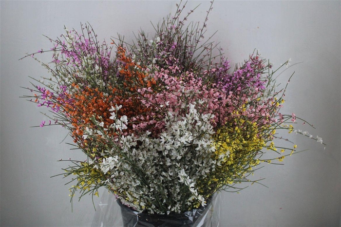 <h4>Ginster 200gr Mix Pbs</h4>