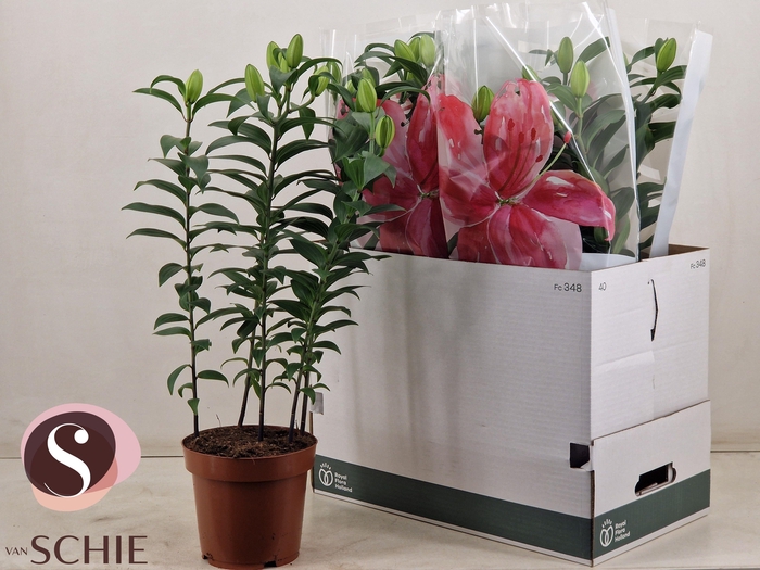 <h4>LIL OR DU RL ZETA</h4>