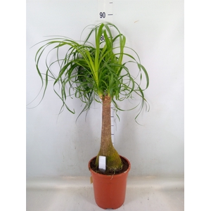 Beaucarnea recurvata