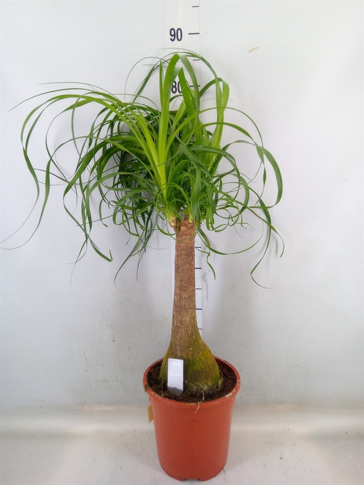 <h4>Beaucarnea recurvata</h4>