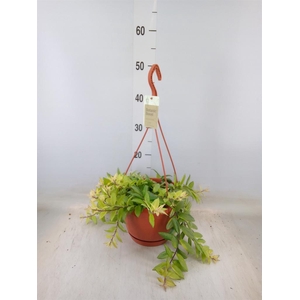 Aeschynanthus  'Bolero Bicolore'