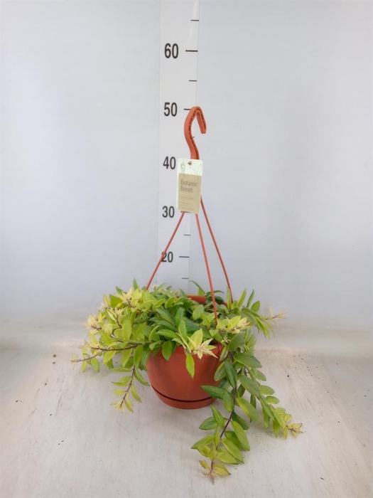 <h4>Aeschynanthus  'Bolero Bicolore'</h4>