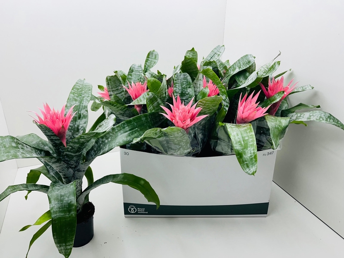 <h4>Aech Fas Primera</h4>