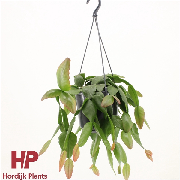 <h4>Rhipsalis pachyptera 'Rubra'</h4>