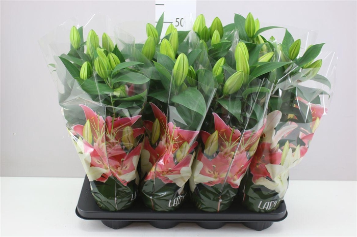 <h4>Lillium Or Sunny Robyn 3pp Roze</h4>