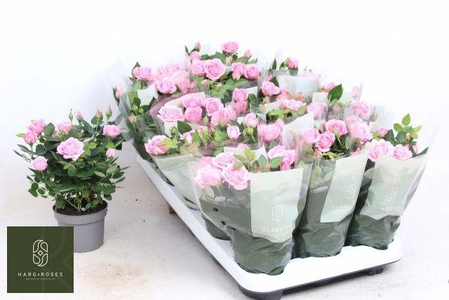 <h4>ROSA ELYSIUM KORDANA</h4>