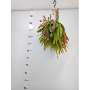 Pseudorhipsalis ramulosa