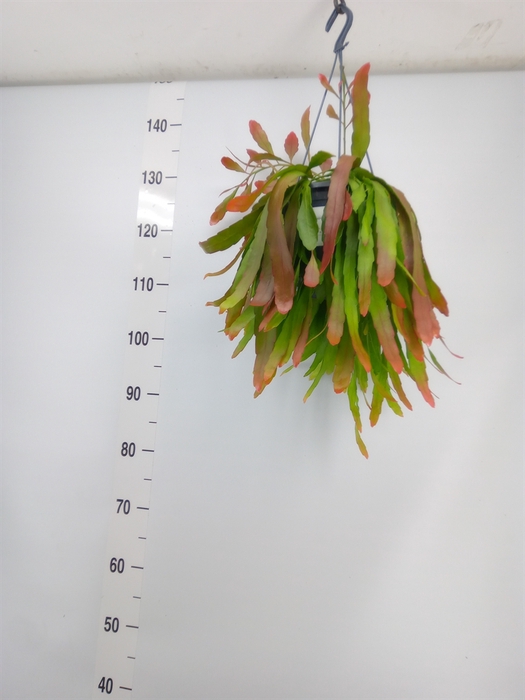 <h4>Pseudorhipsalis ramulosa</h4>